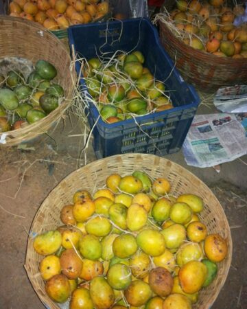 Mangoes in Goa