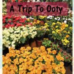 Ooty